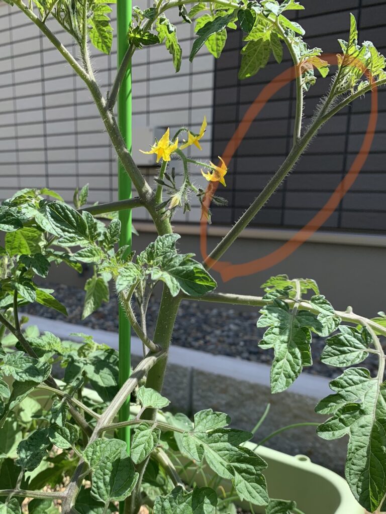 家庭菜園でミニトマト栽培 5月はこの2つの作業をしっかりやろう 梨のシュシュ