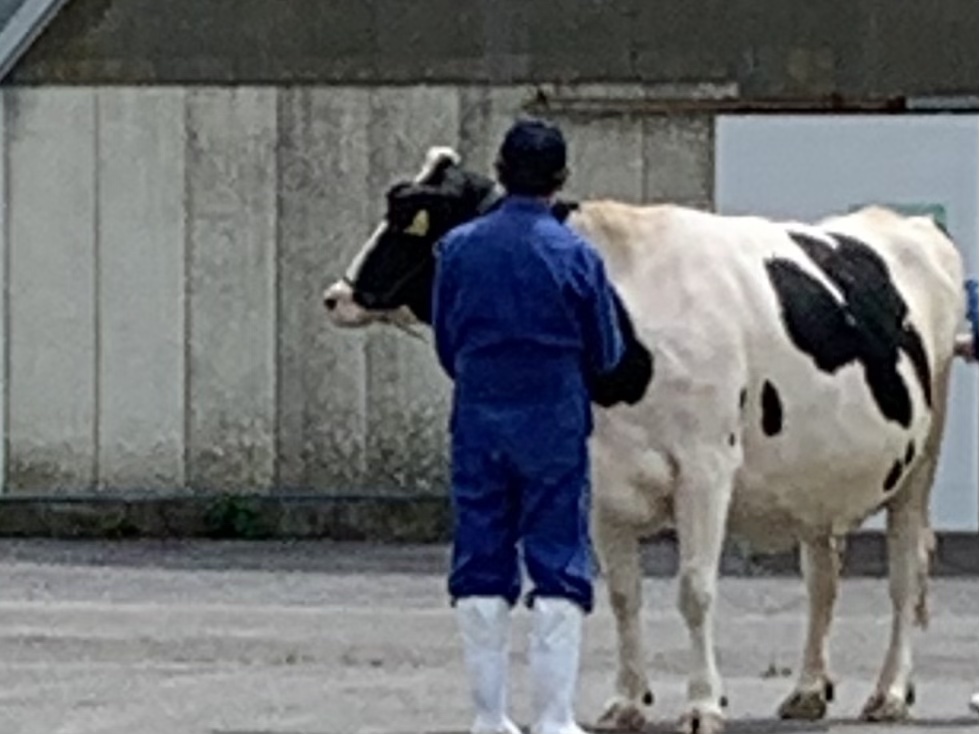 牛と飼育員