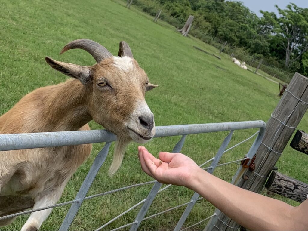 ヤギに餌やりしているところ