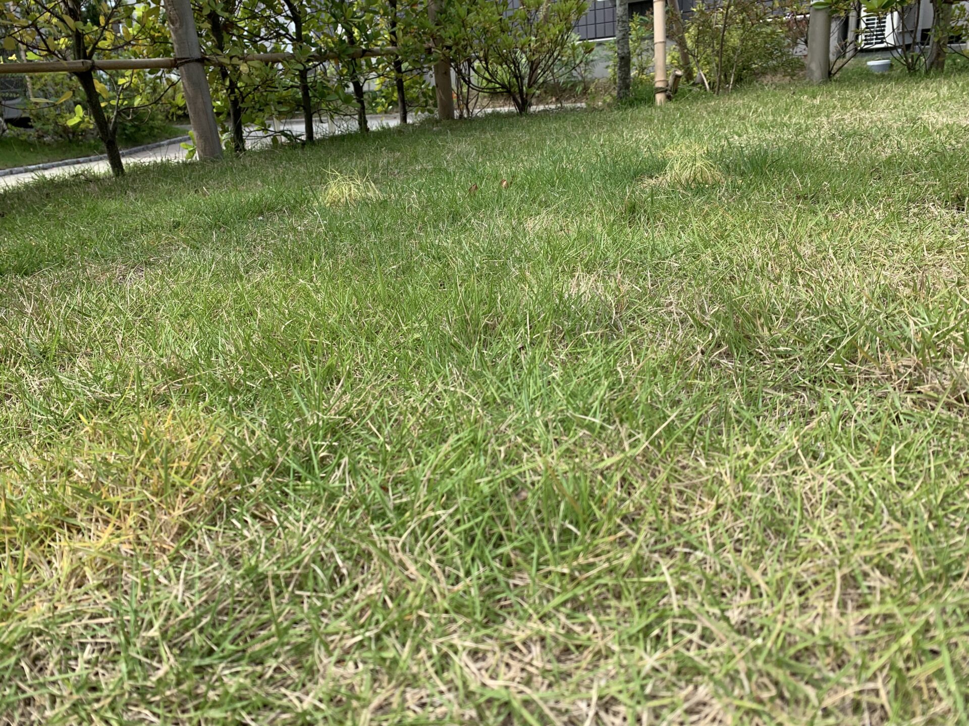 庭の芝生