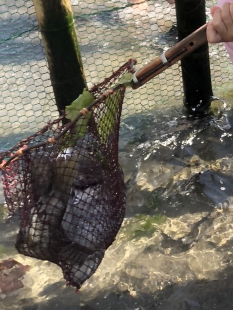 たくさんお魚が入った網