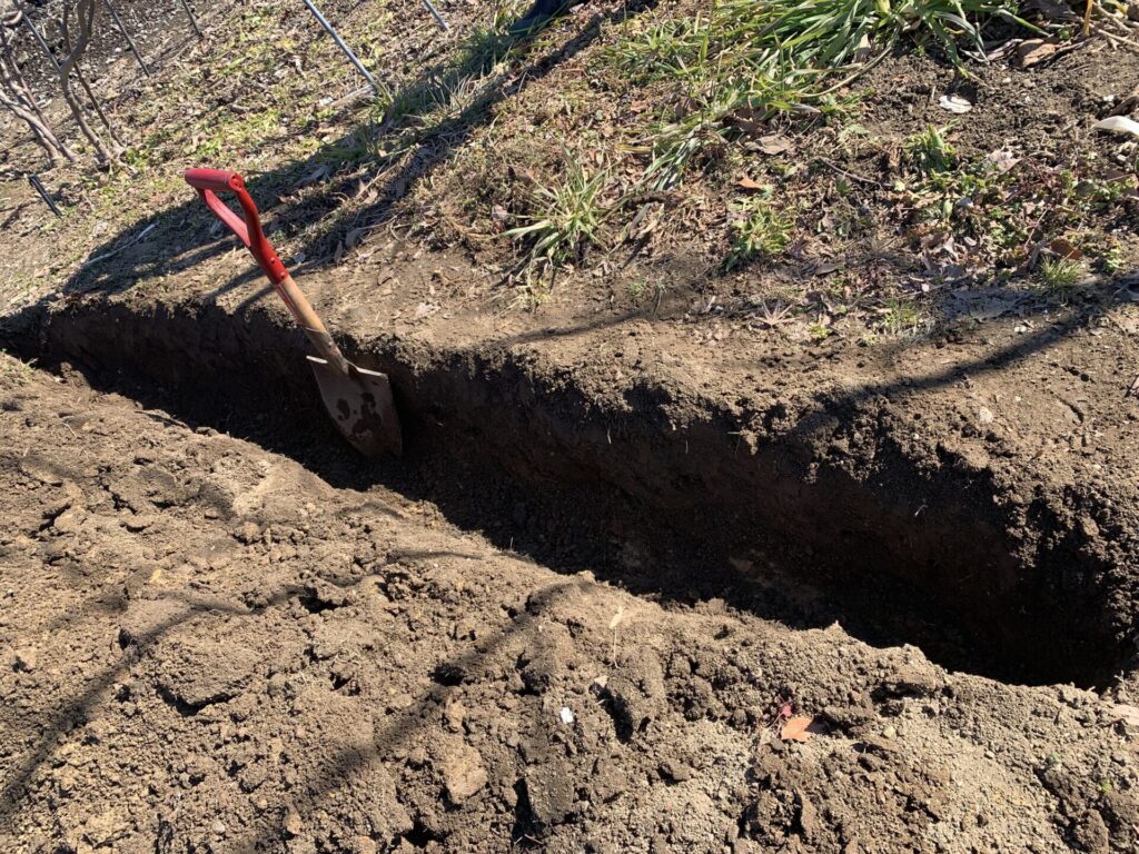 肥料を埋め込むための穴掘り