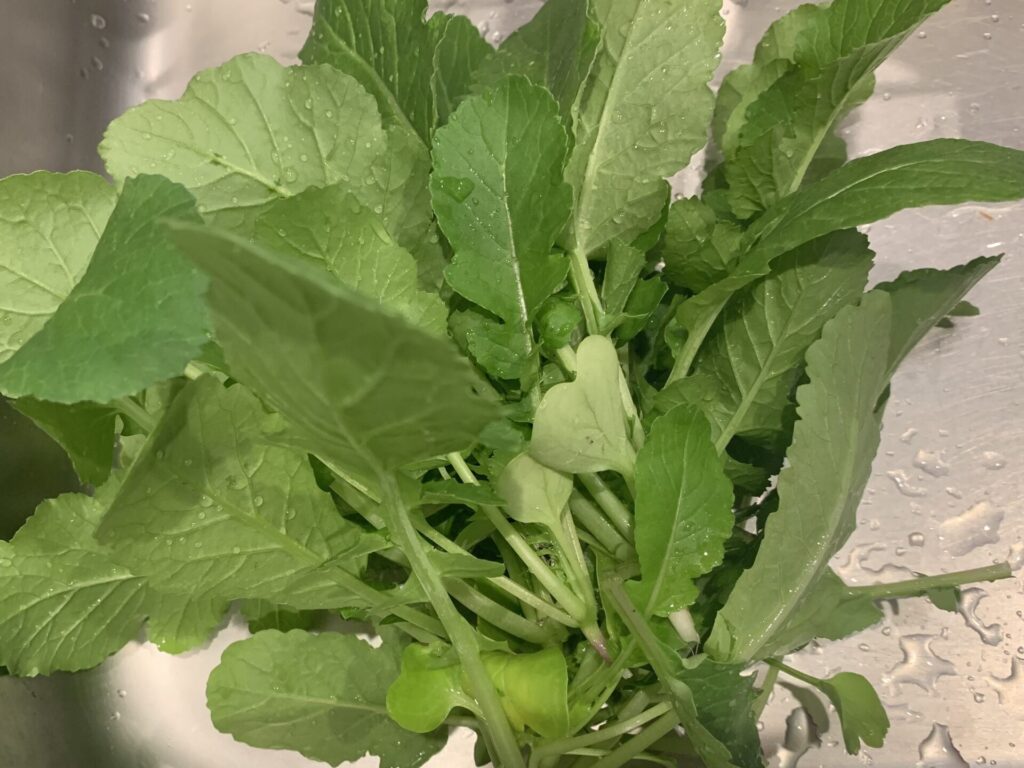 採れたての葉物野菜