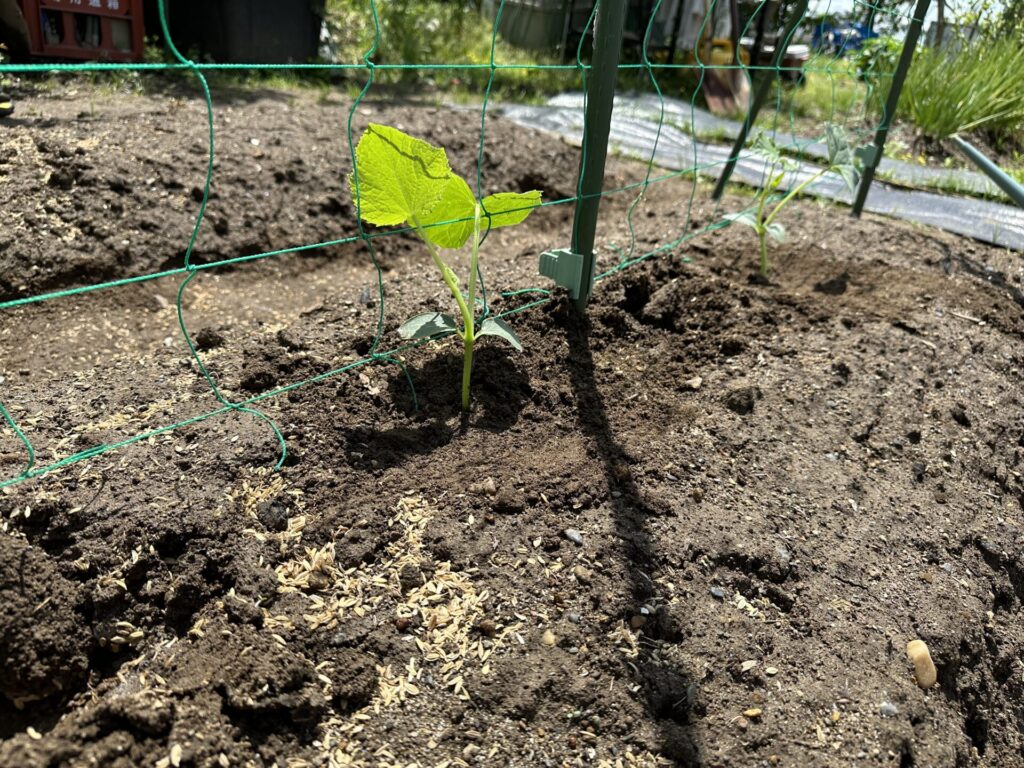 きゅうりの苗を広く植えたところ