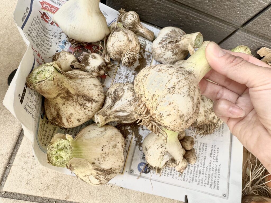 収穫したニンニク