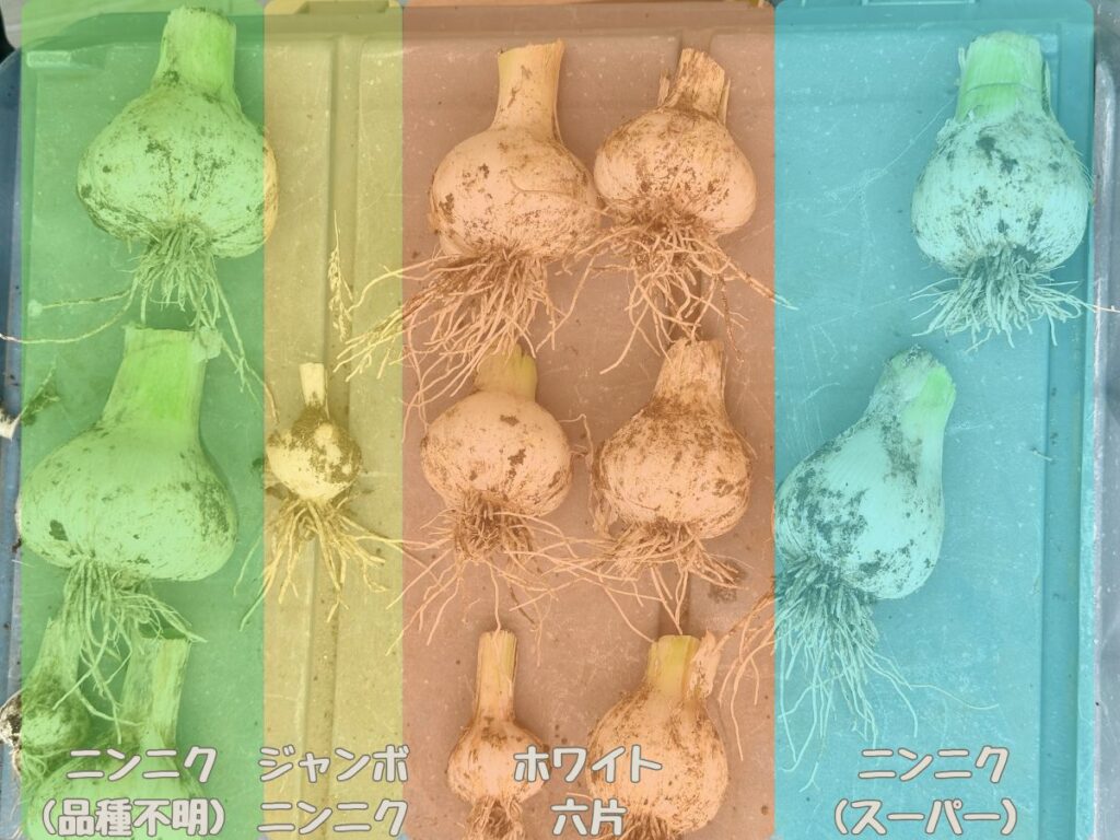 ニンニク比較