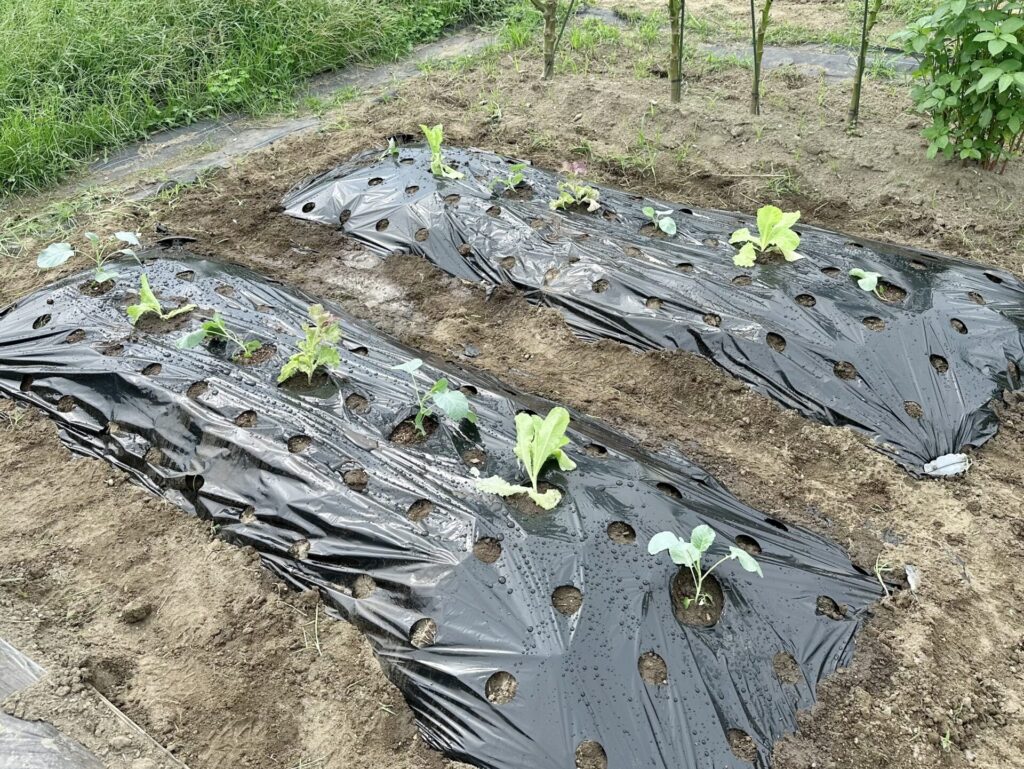 苗を植え終わったところ