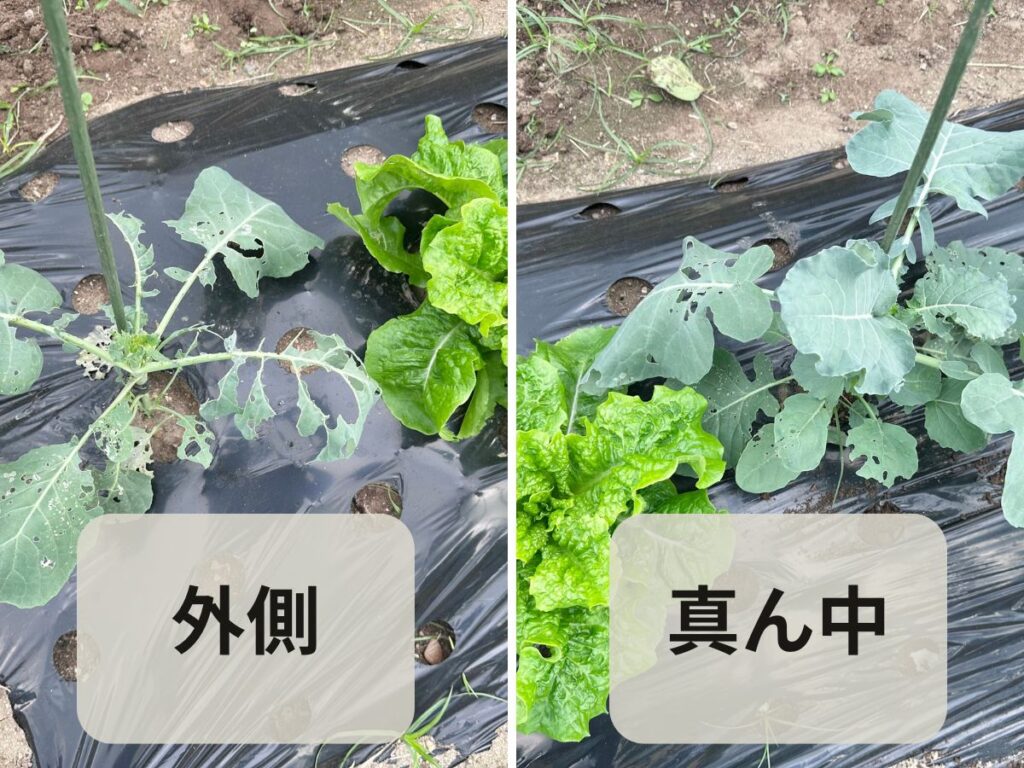 ブロッコリーの葉を比較した写真