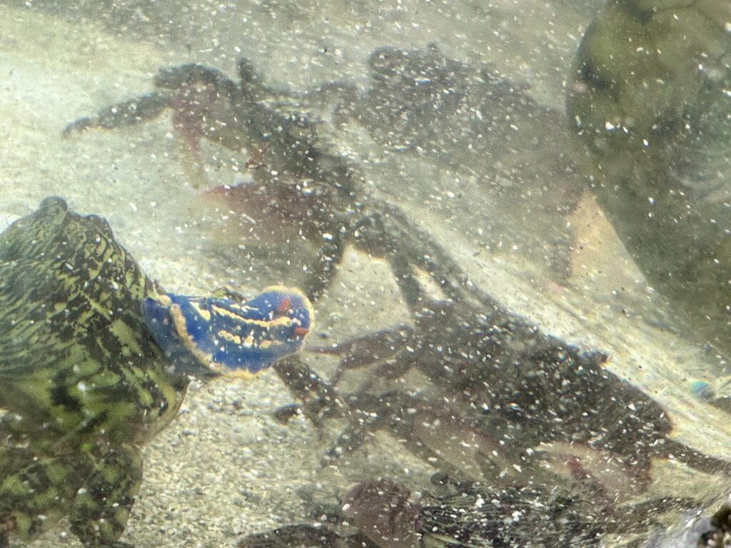 アオウミウシ