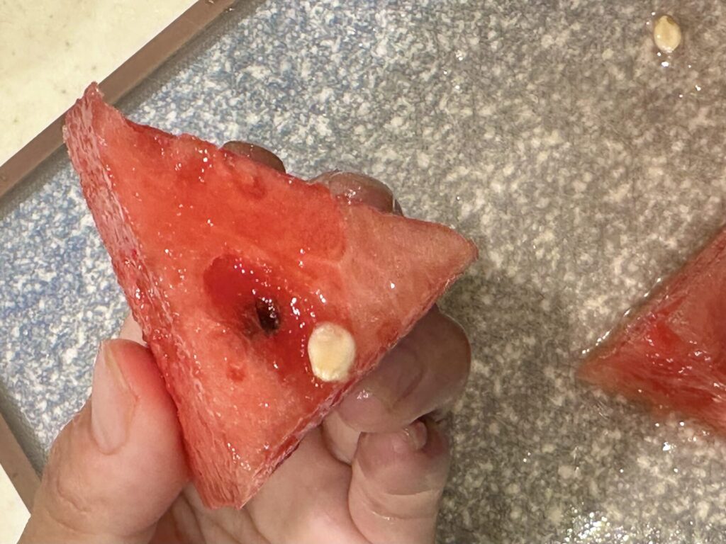 果肉にかくれているスイカの種